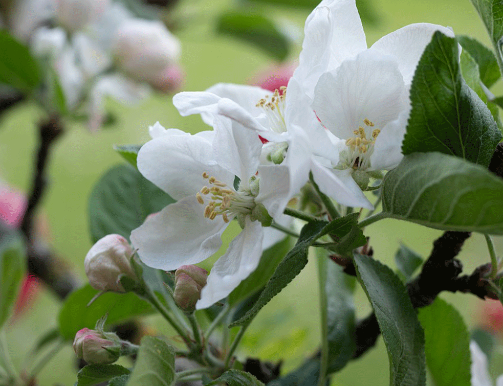 cvet-jabuke