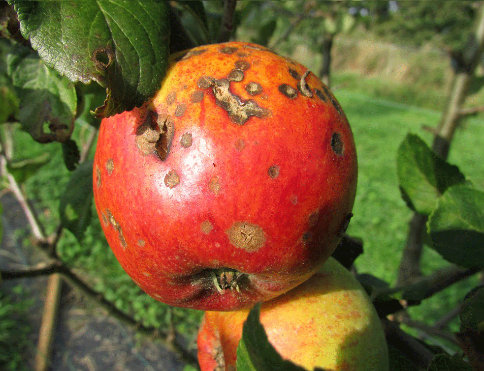 pegavost-jabuke