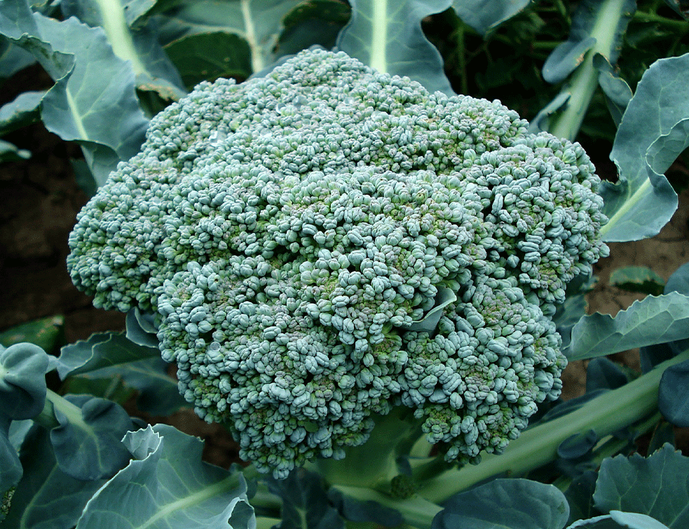 brokolii
