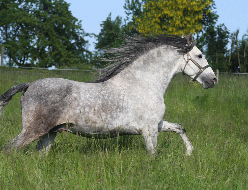 konj-andaluis