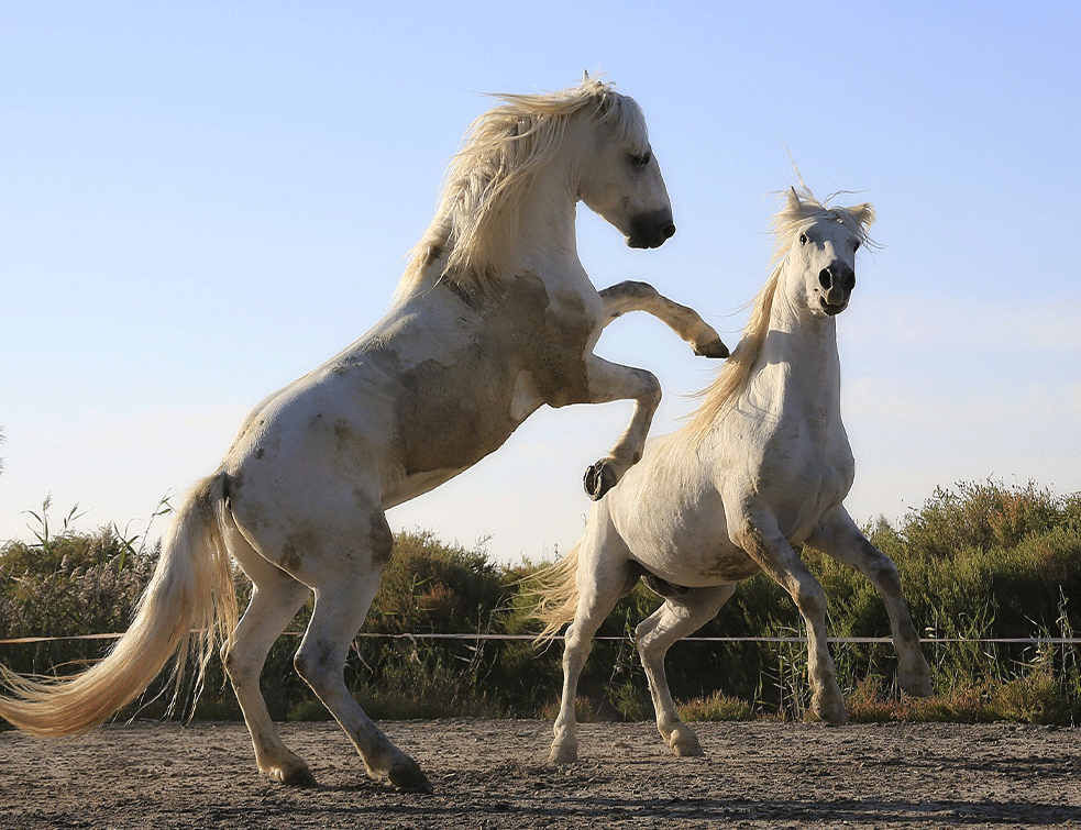 konji