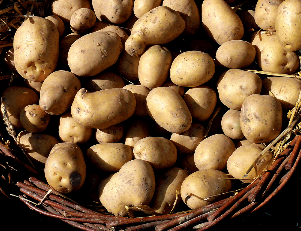 krompir112