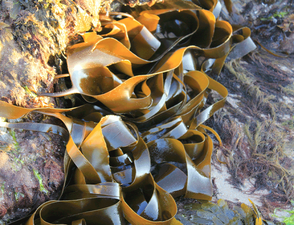 kelp1