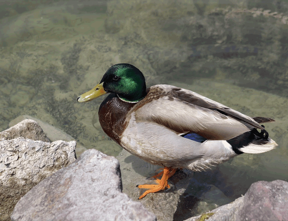 patka