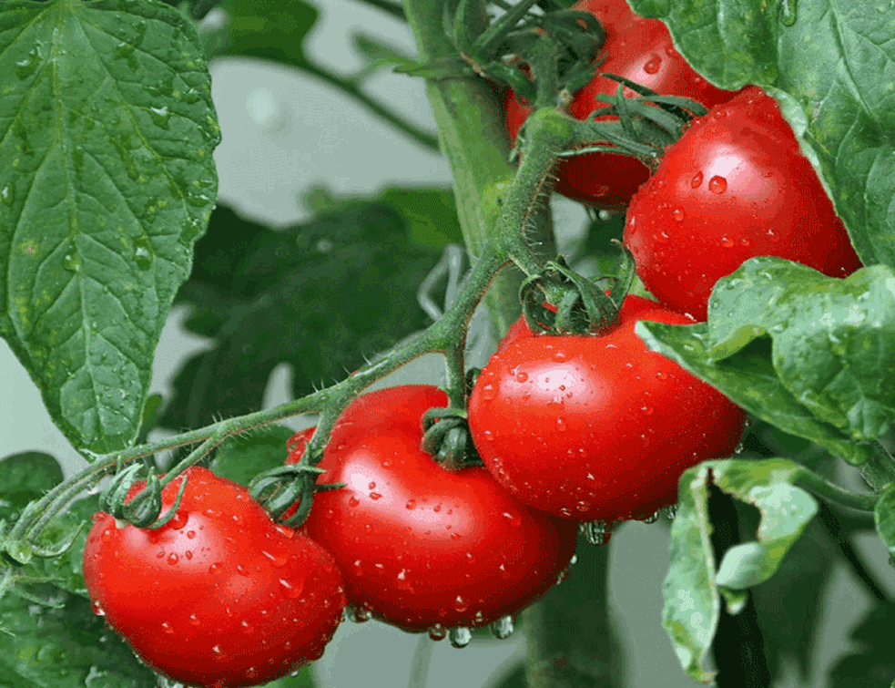 paradajzz