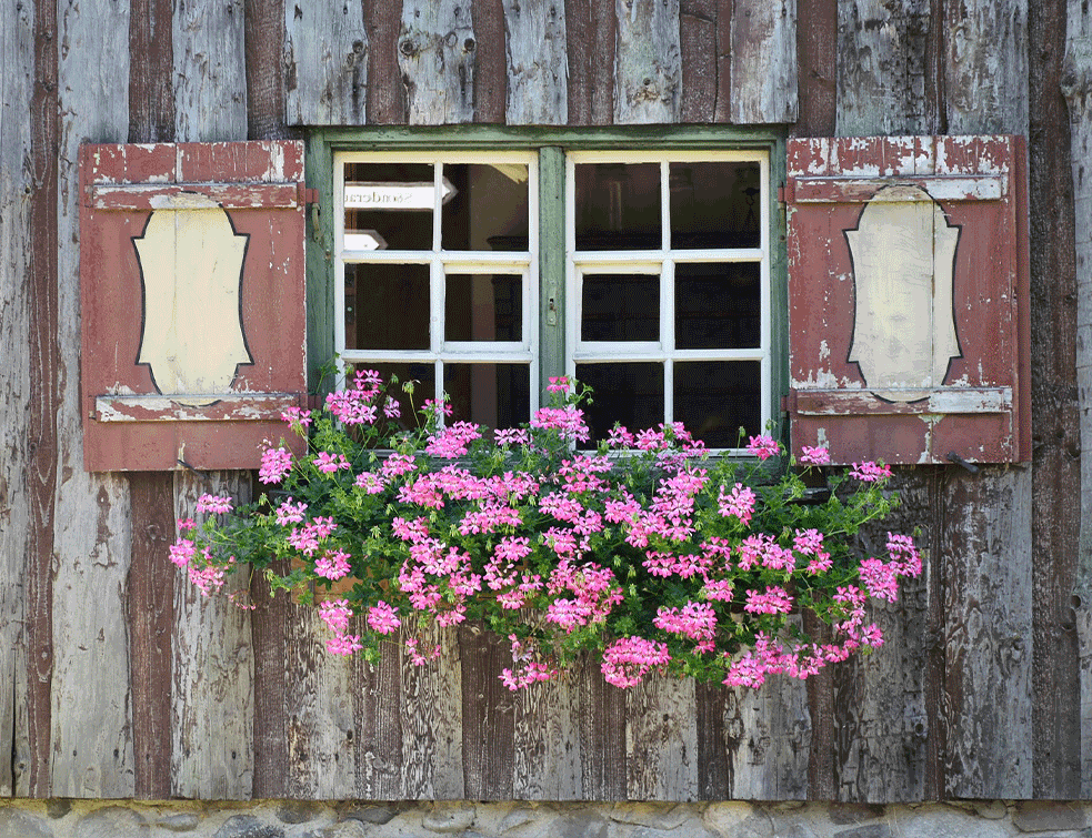 pelargonija