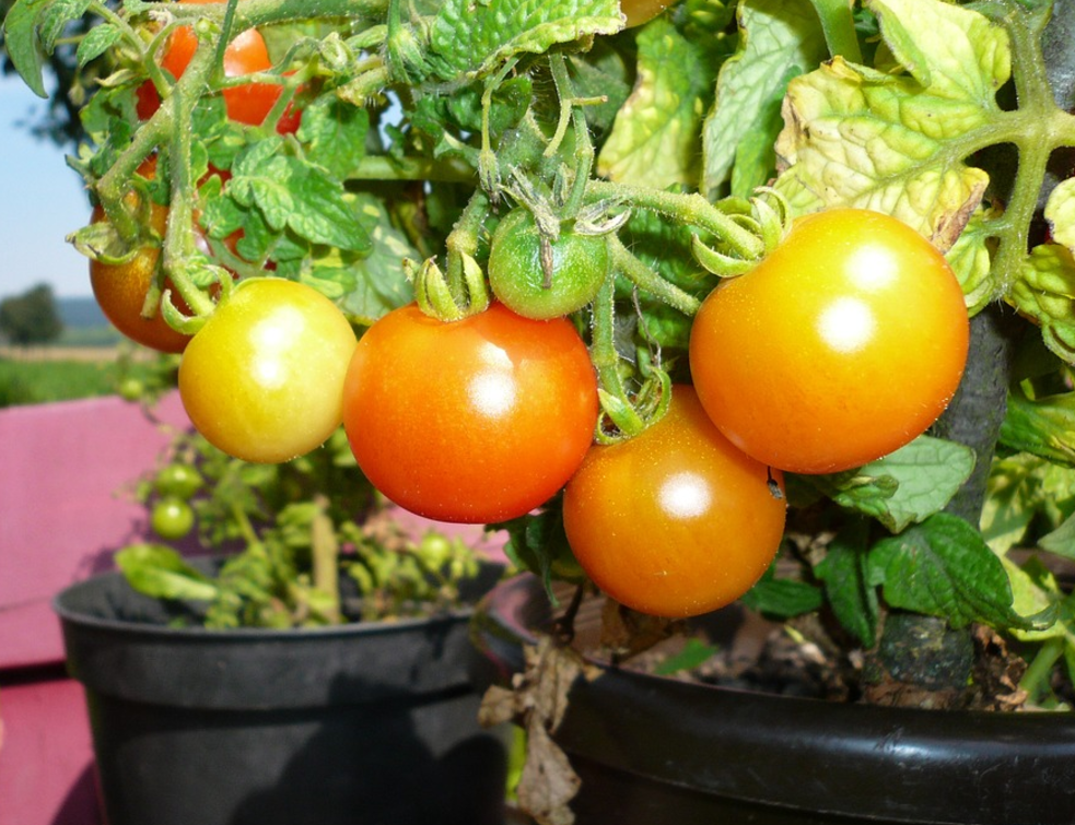 paradajz-saksija
