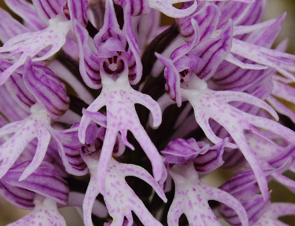 orhideja-goli-covek-1