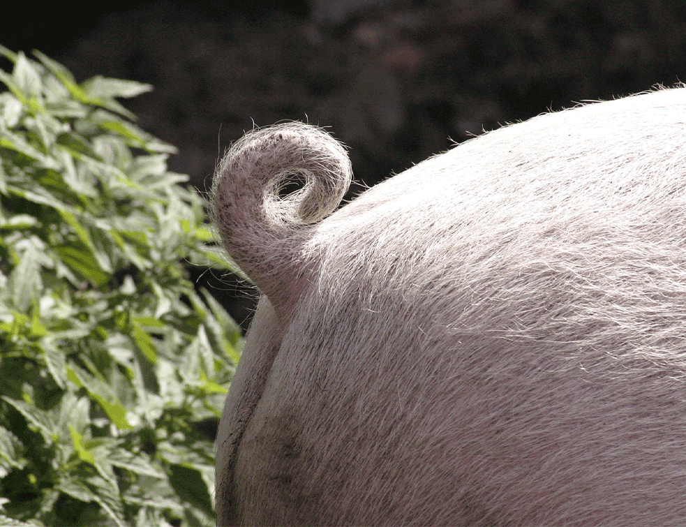 rep-svinje