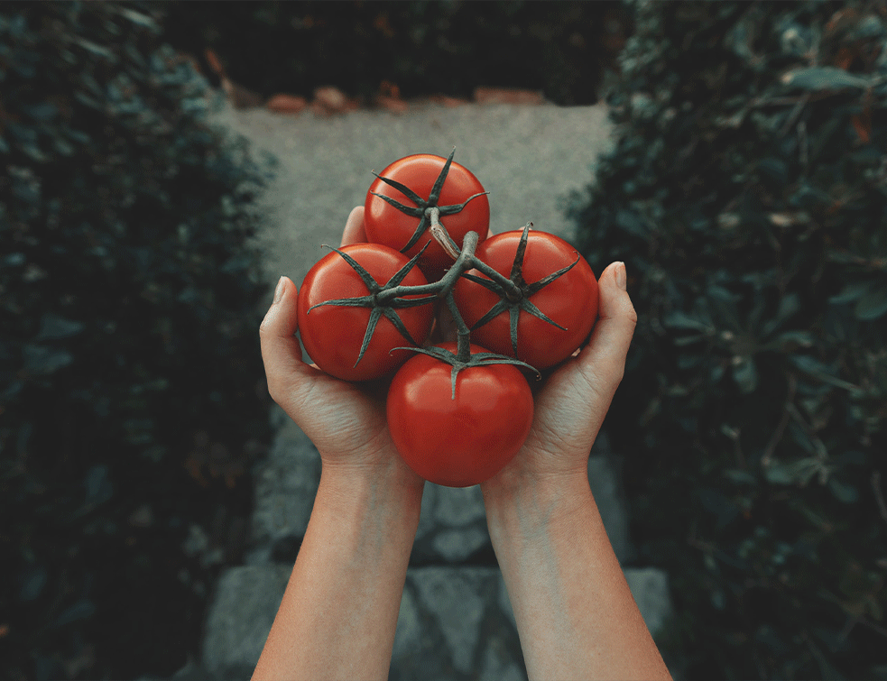 paradajzUnsplash
