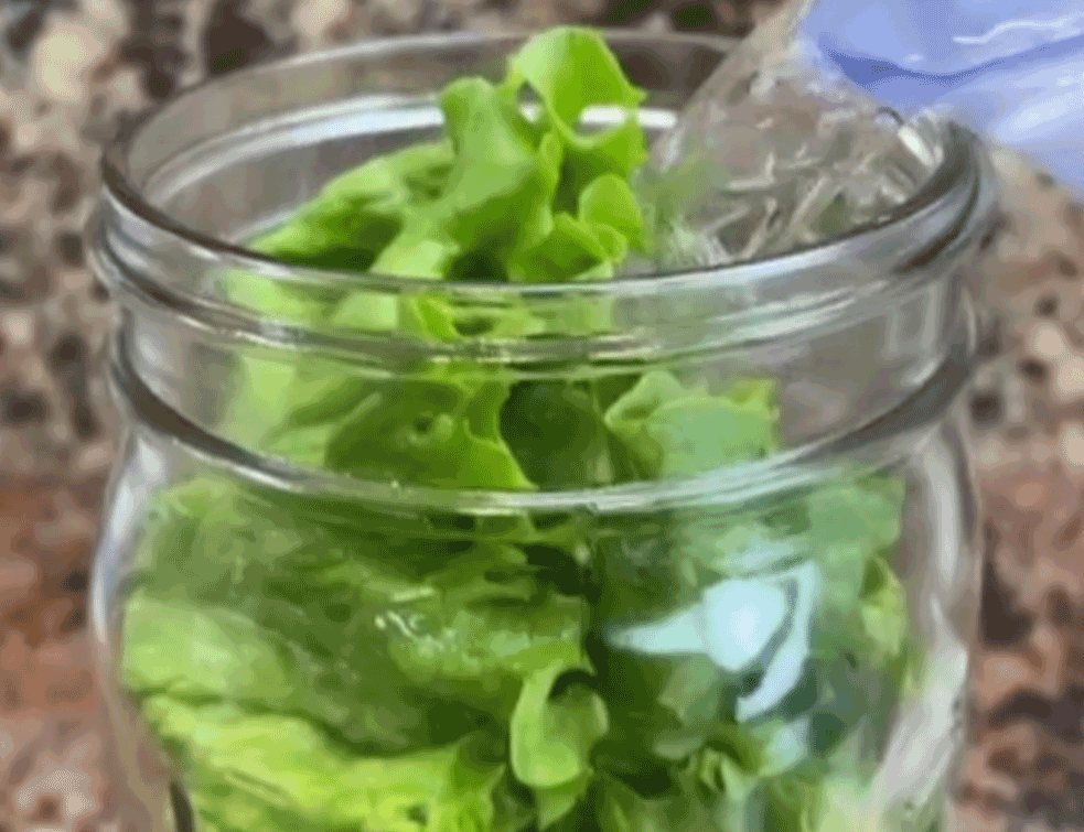 zelena-salata