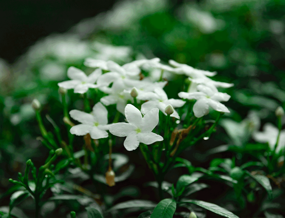 jasmin