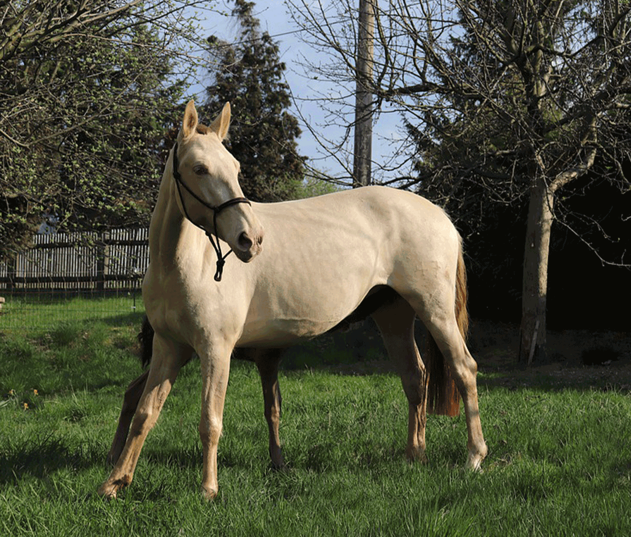 kobila
