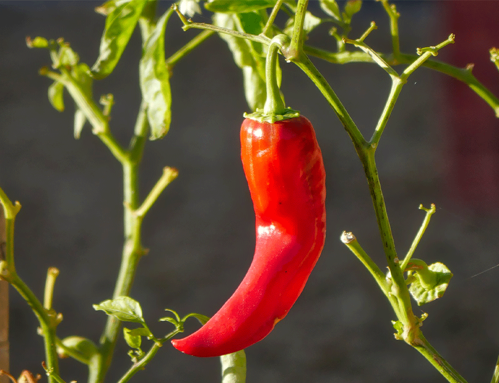 paprika-1