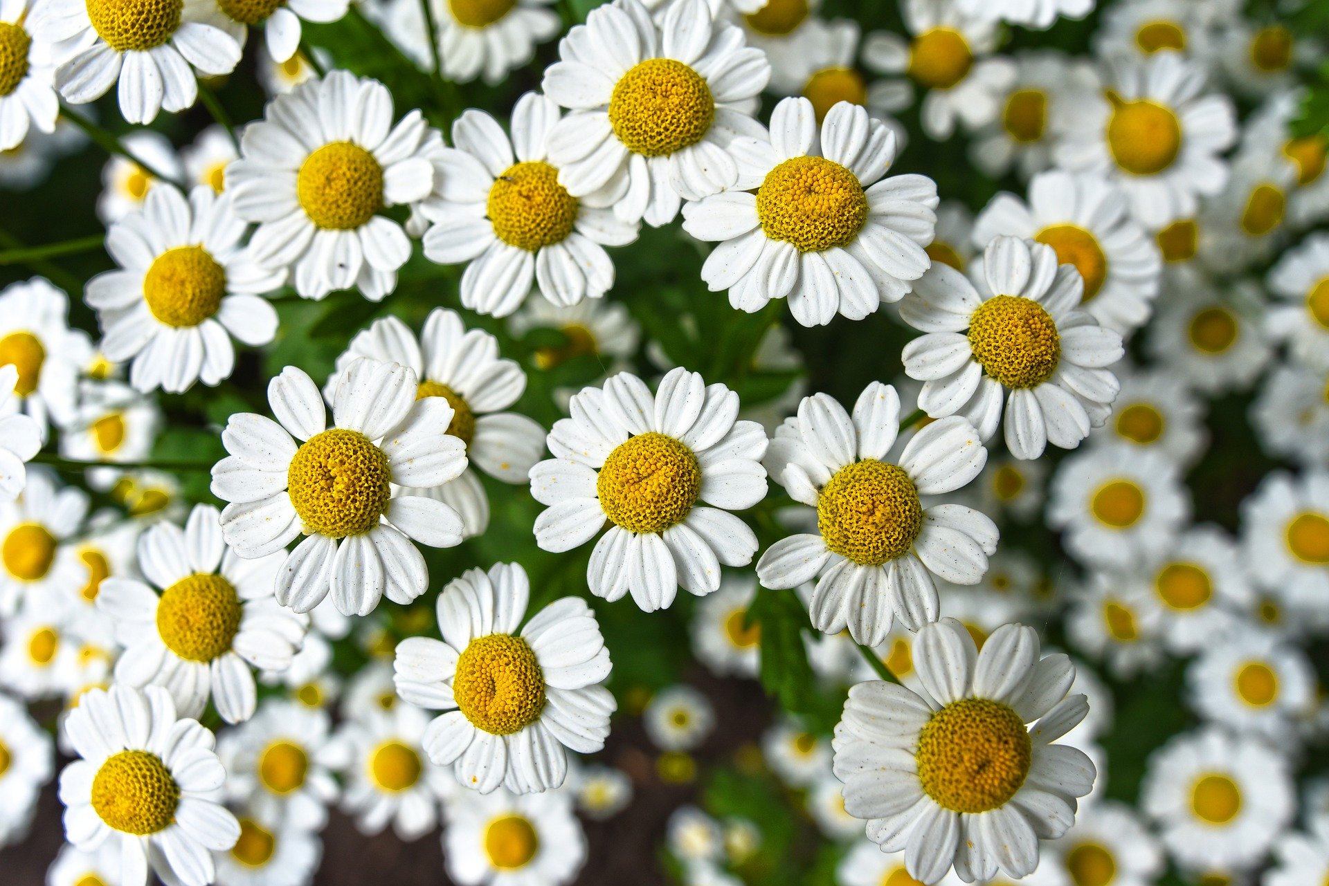 chamomile-3489847_1920