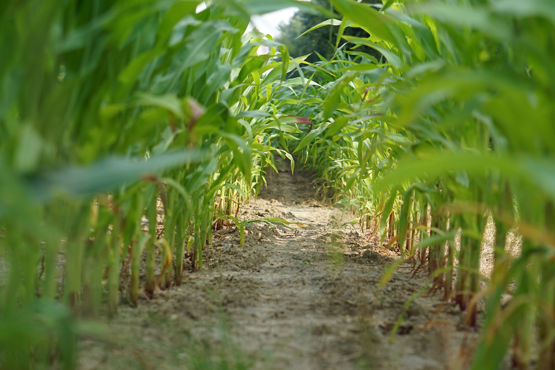 cornfield-1556721_1920