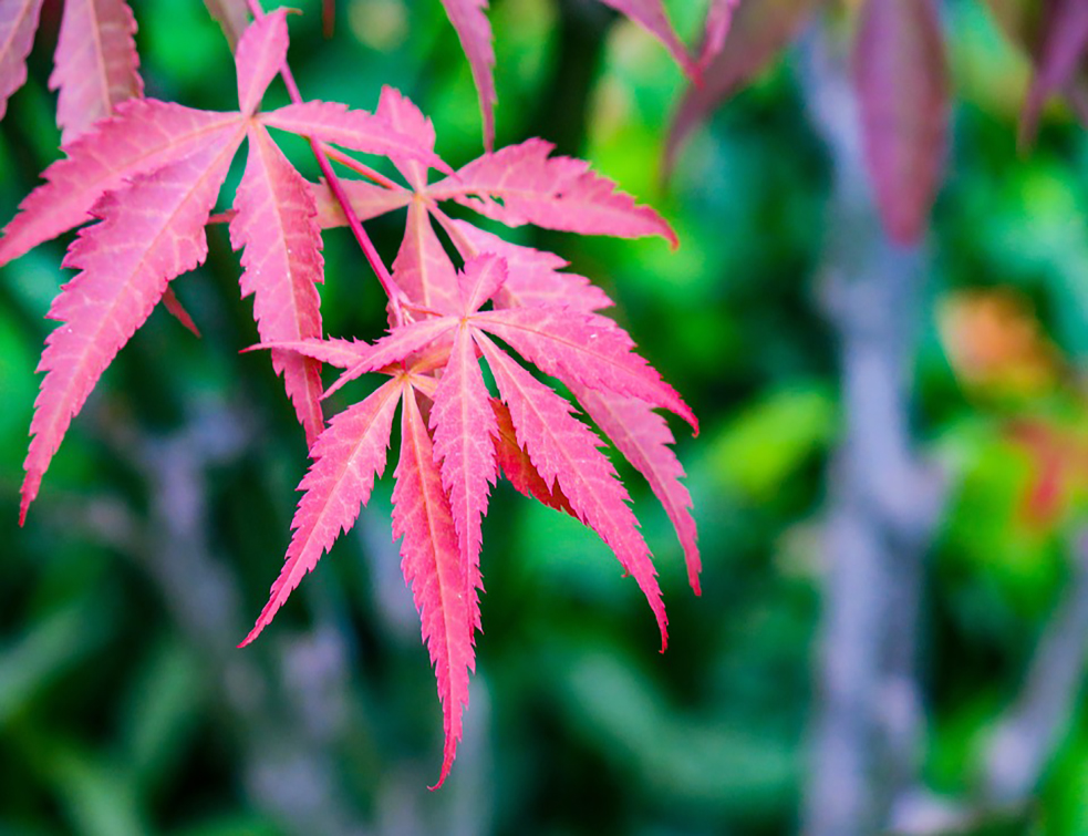 acer-palmatum-3370246_960_720