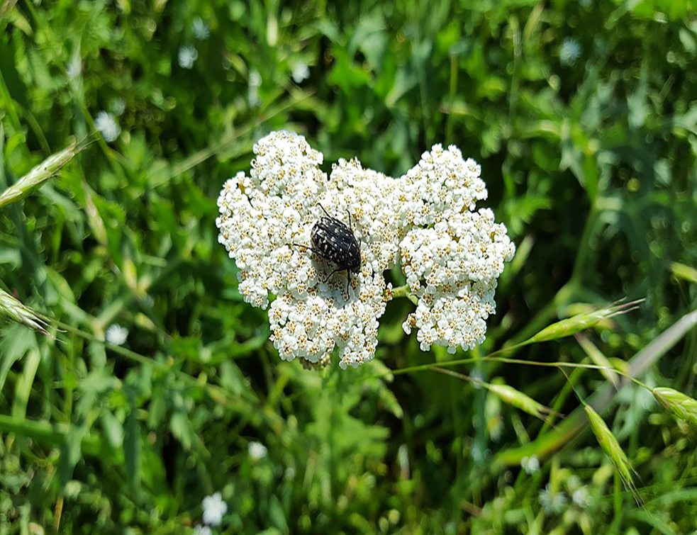 achillea-millefolium-1472988_960_720