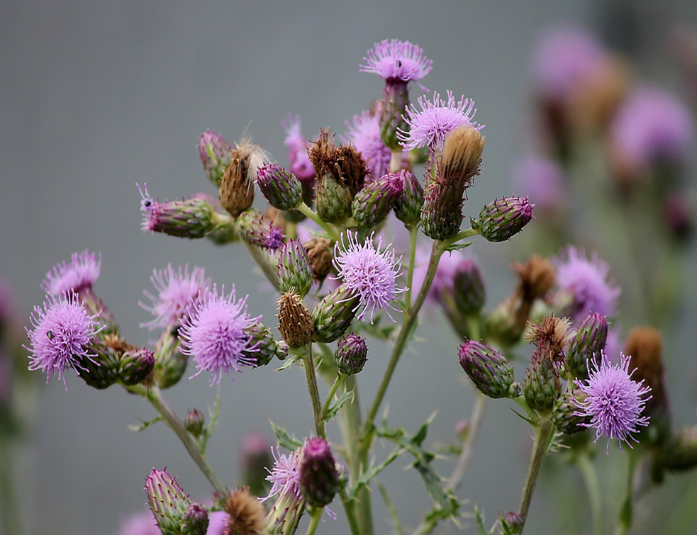 acker-thistle-3487290_960_720