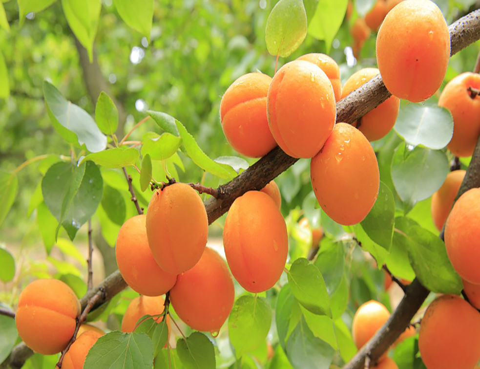 apricots-824626_960_720