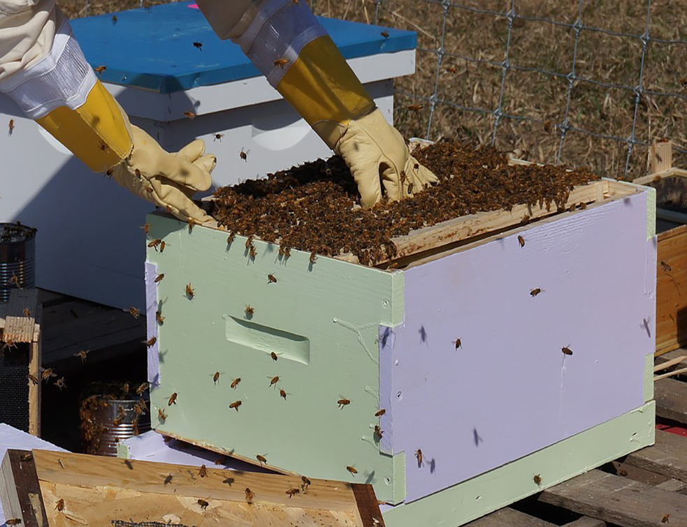 beekeeping-1537156_960_720