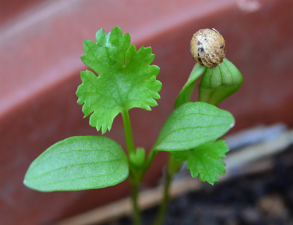 coriander-4473948_960_720