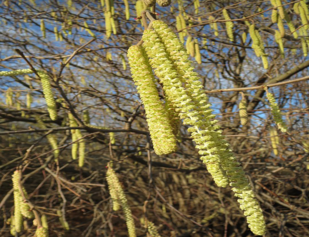 corylus-avellana-850705_960_720