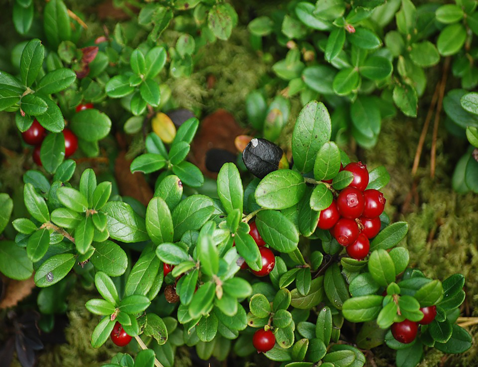 cowberry-2238383_960_720