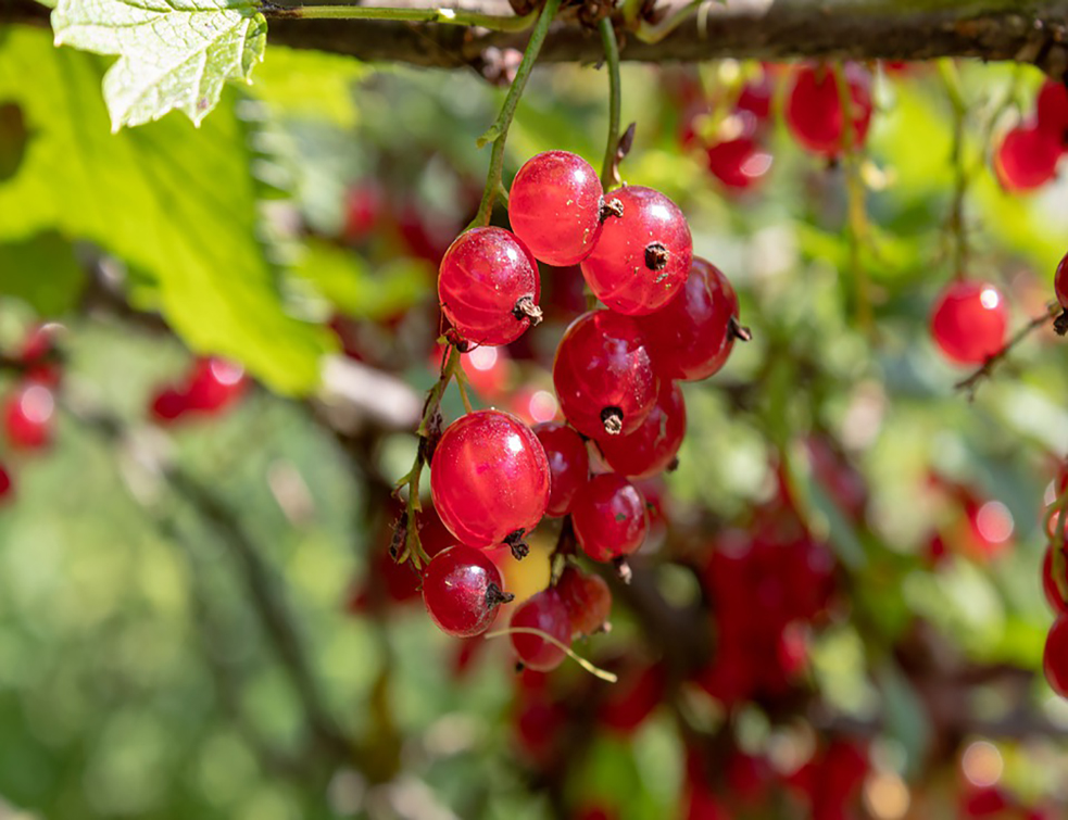 currant-4661470_960_720