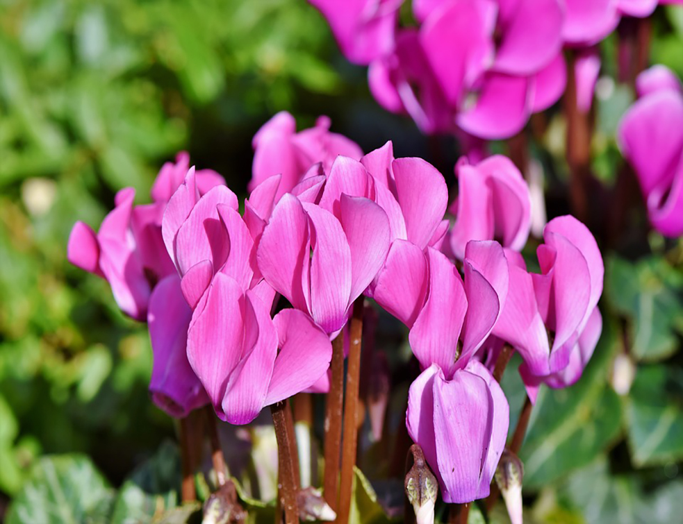 cyclamen-3818741_960_720