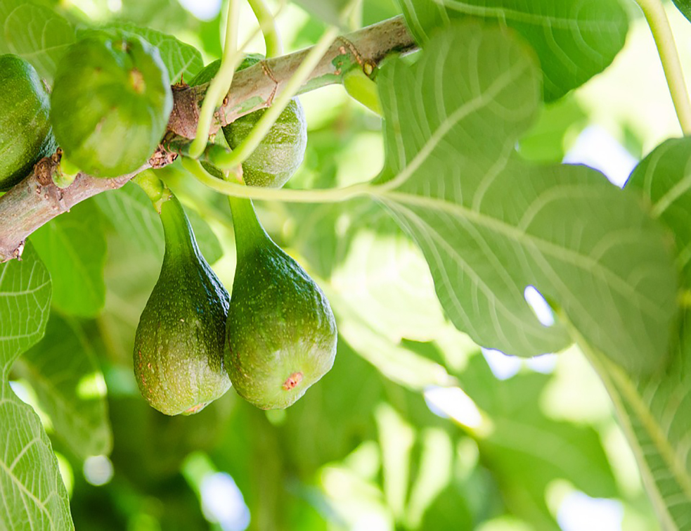 figs-2710305_960_720