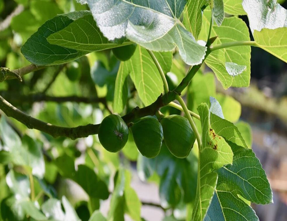 figs-4291976-1280-880x495