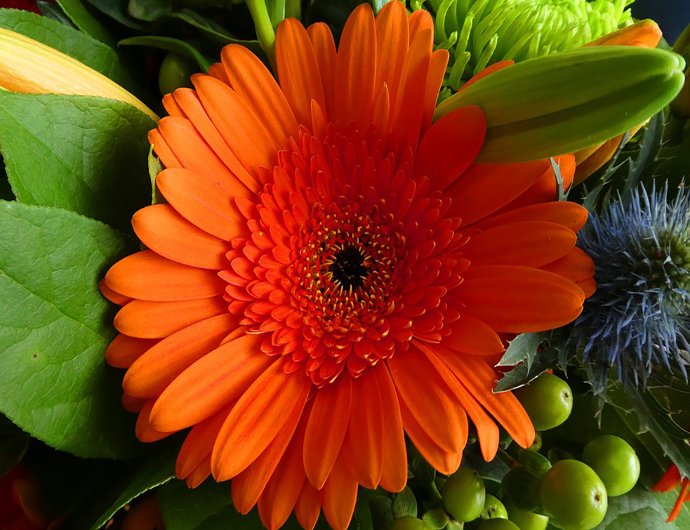 gerbera-4168650_960_720