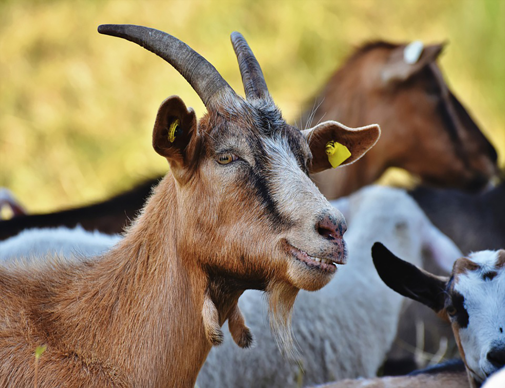 goat-4366206_960_720