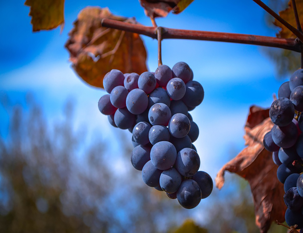 grape-4679875_960_720