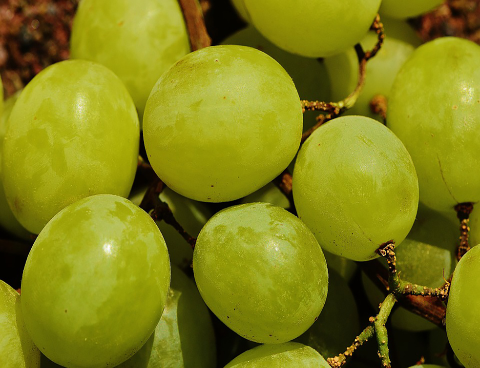 grapes-1517311_960_720