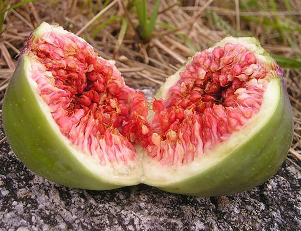 images_agrosfera_agroteme_pld_smokve