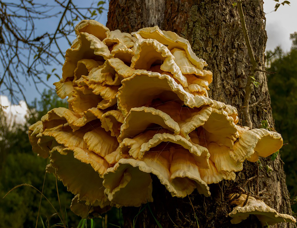 laetiporus-sulphureus-455479_960_720