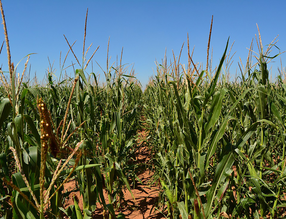 maize-4512612_960_720