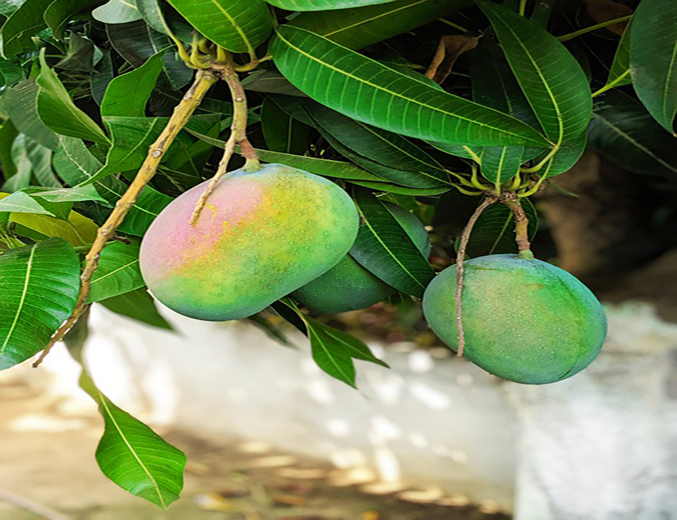 mango-4487220_960_720