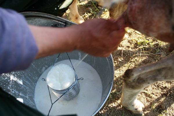 muža ovaca