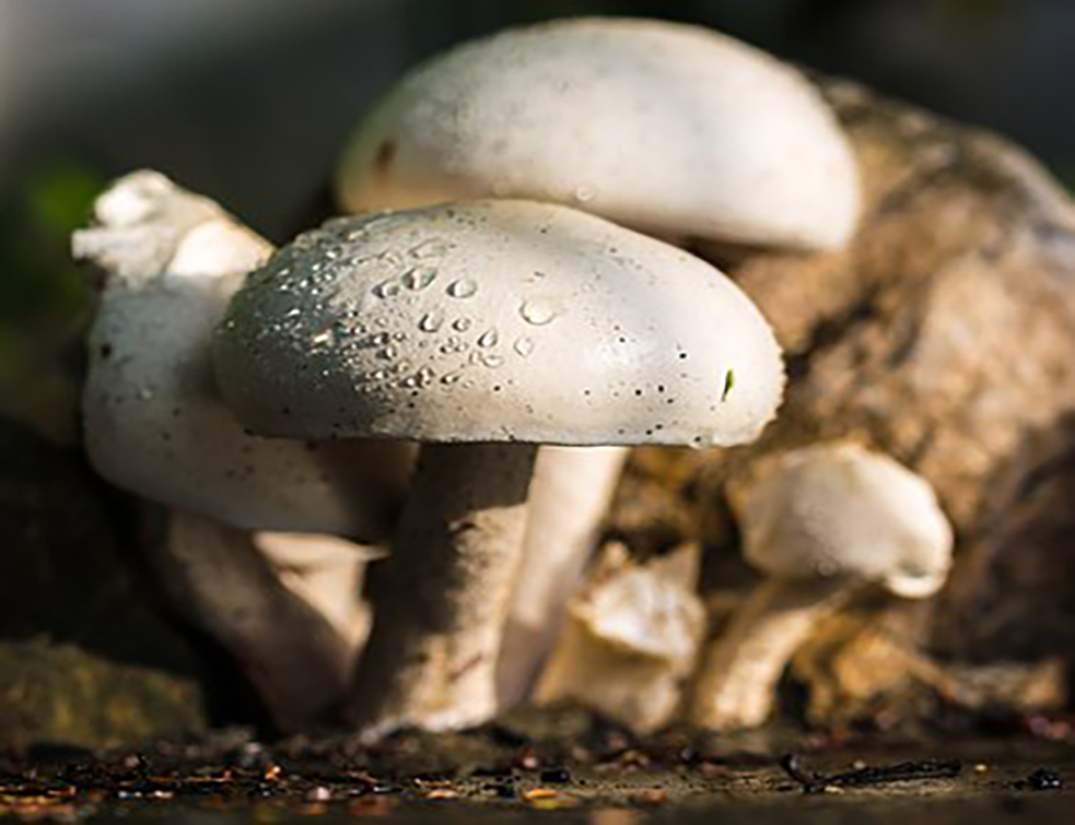 mushroom-372047__340