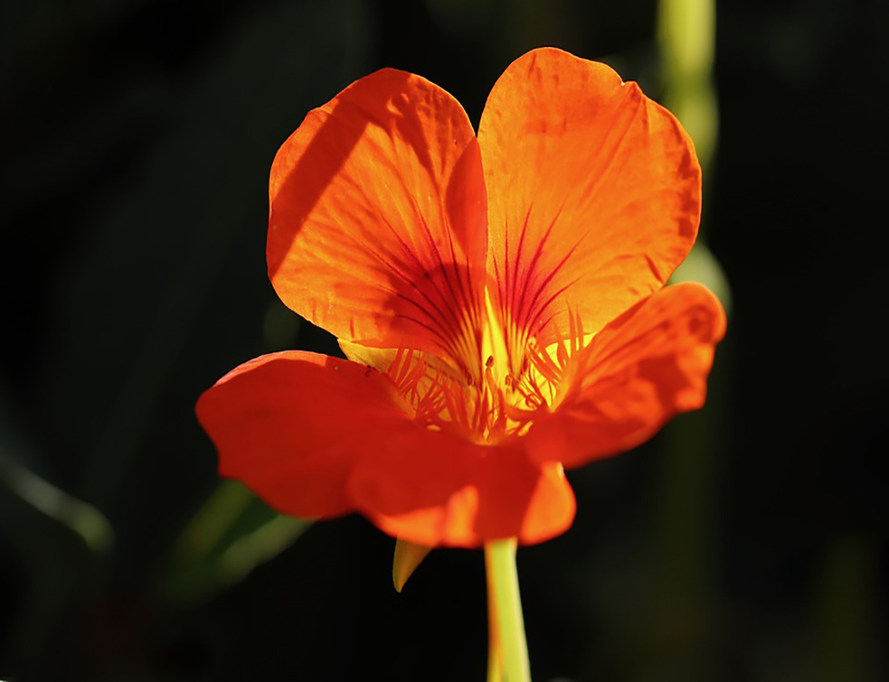 nasturtium-4557186_960_720