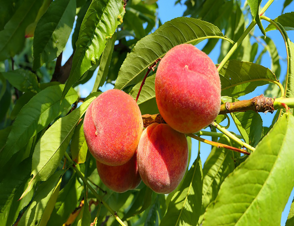 peaches-4339689_960_720
