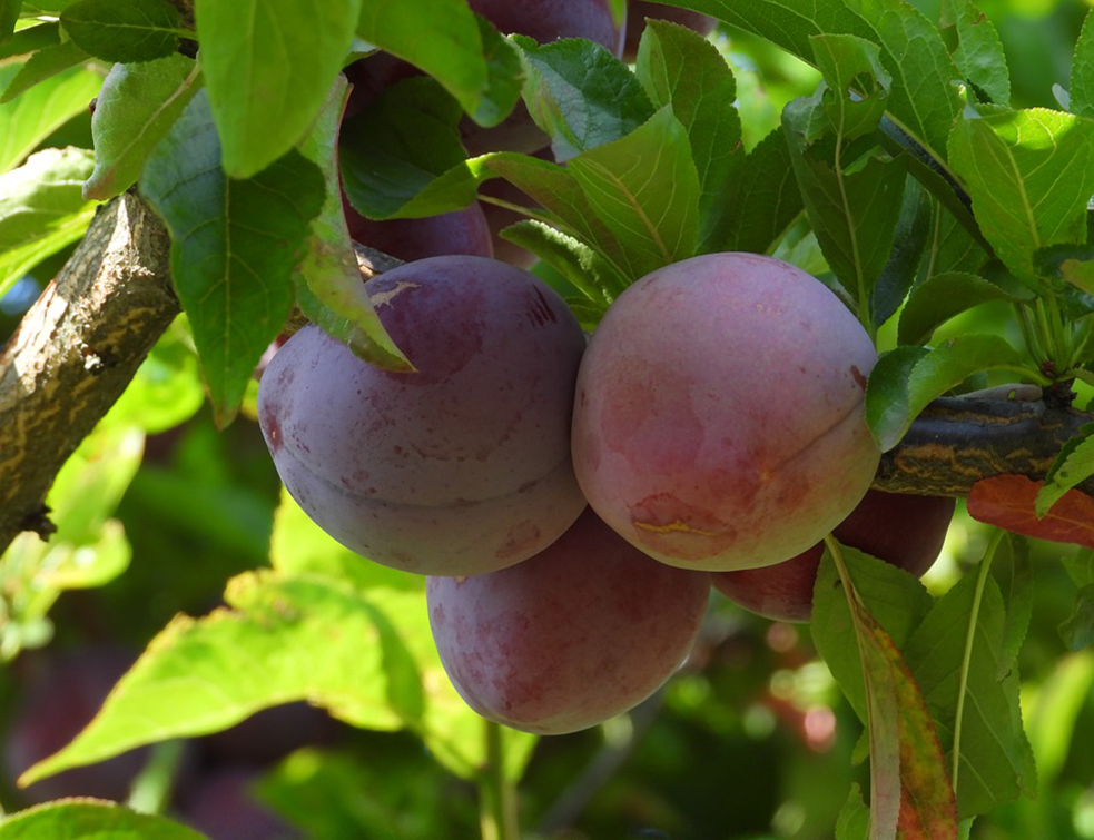 plum-4346756_960_720