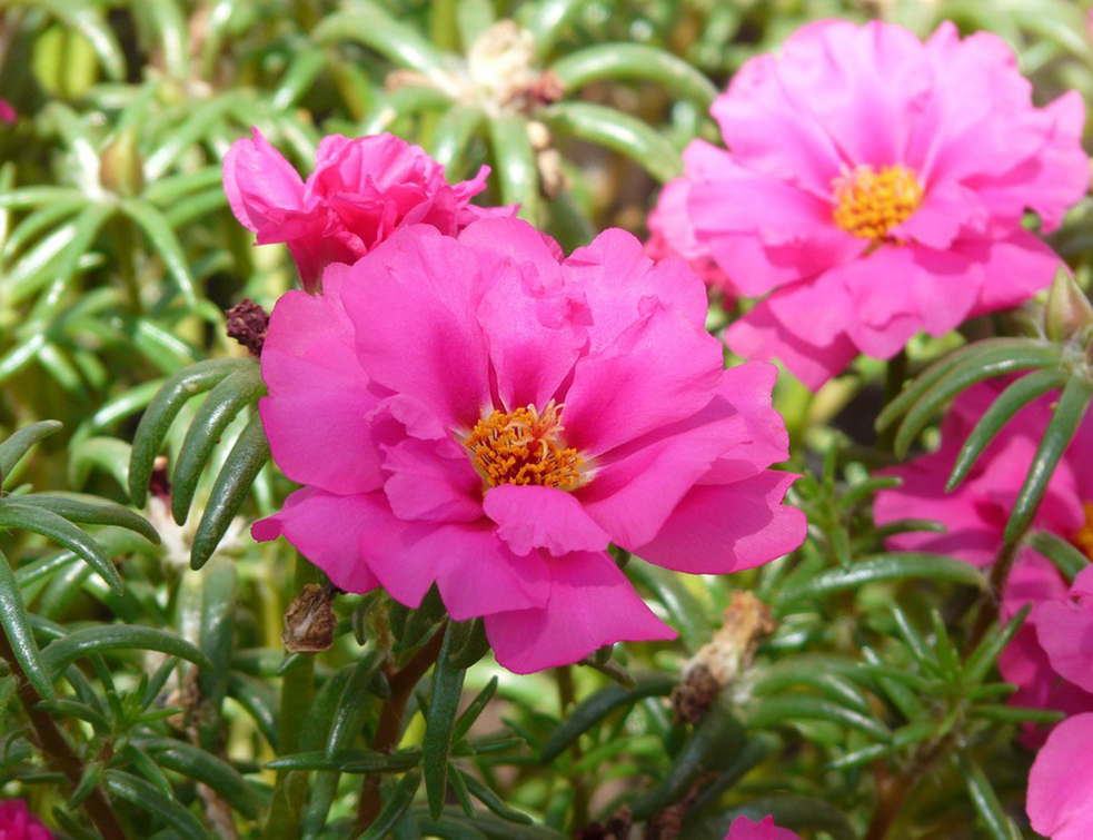 portulaca-grandiflora-9197_960_720