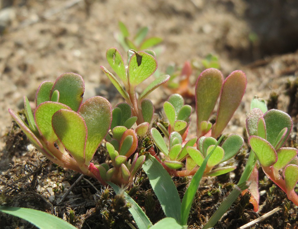 portulaca-oleracea-855543_960_720