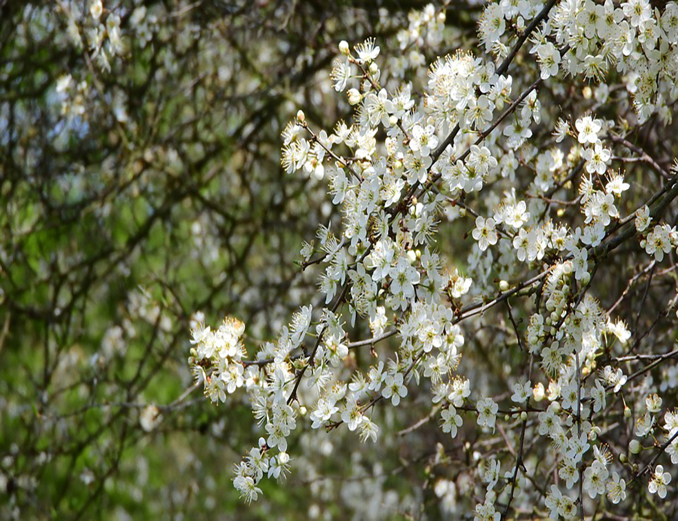 prunus-spinosa-2292068_960_720