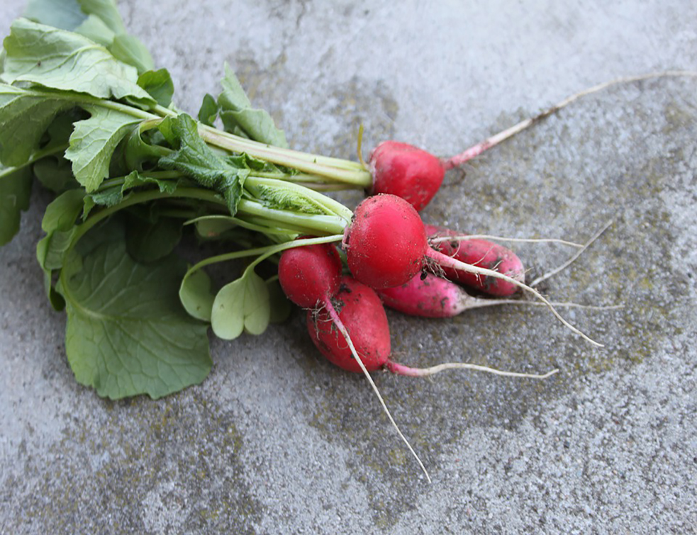 radish-4548031_960_720