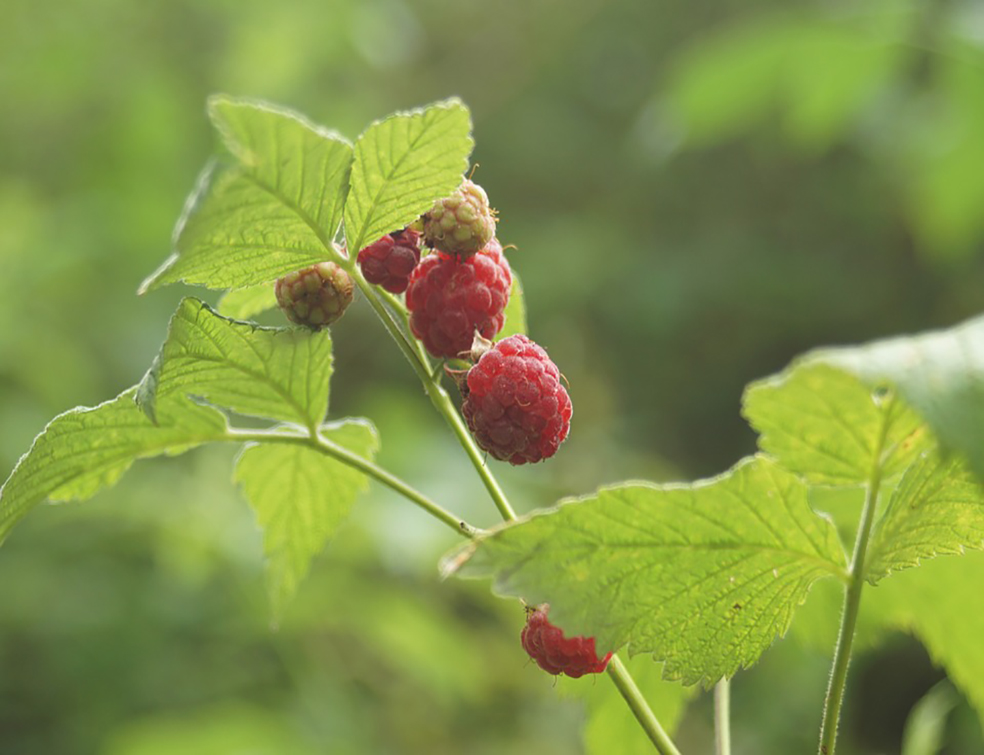 raspberry-854748_960_720